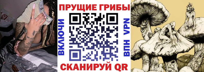 Псилоцибиновые грибы Cubensis  как найти   Нижний Ломов 